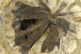 Petrified Wood (Hermanophyton) Round - Colorado #299231-1